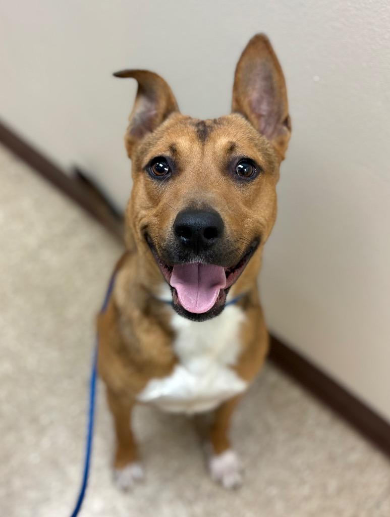 Enlarge Lotto, a Adoptable Black Mouth Cur in Nacogdoches, TX image 4/5