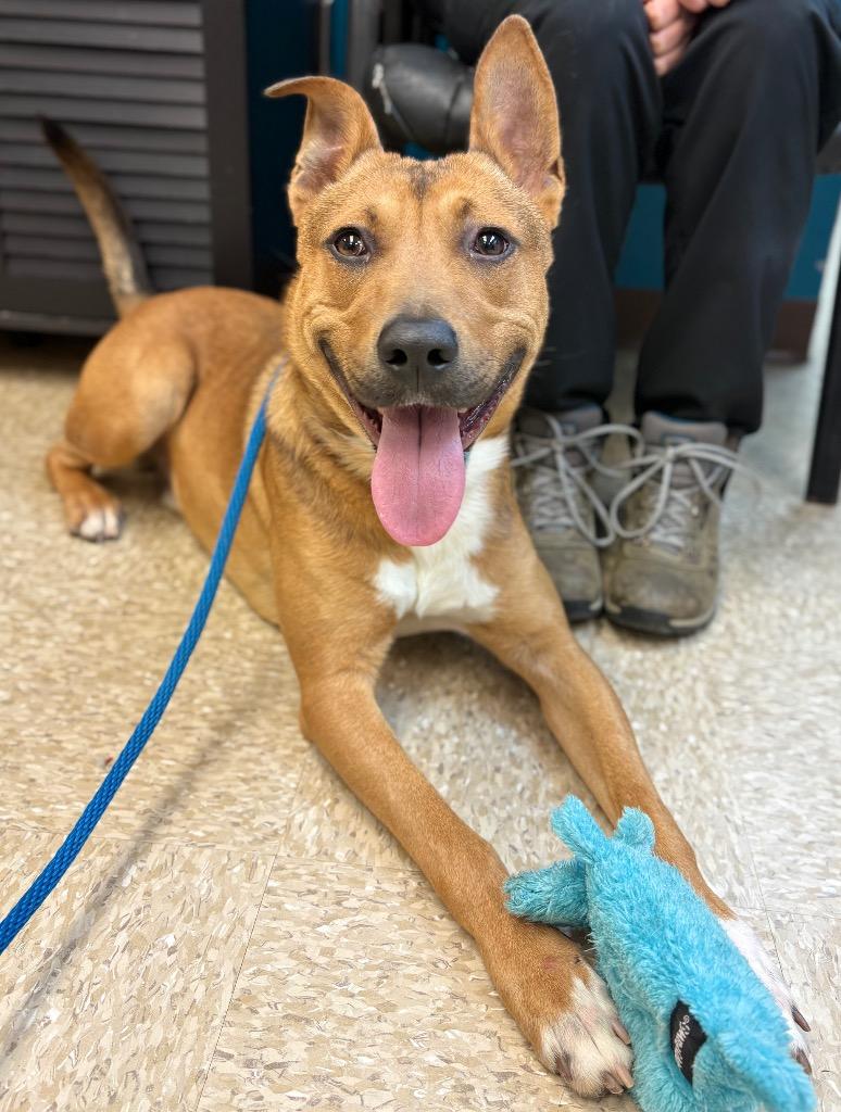 Enlarge Lotto, a Adoptable Black Mouth Cur in Nacogdoches, TX image 5/5