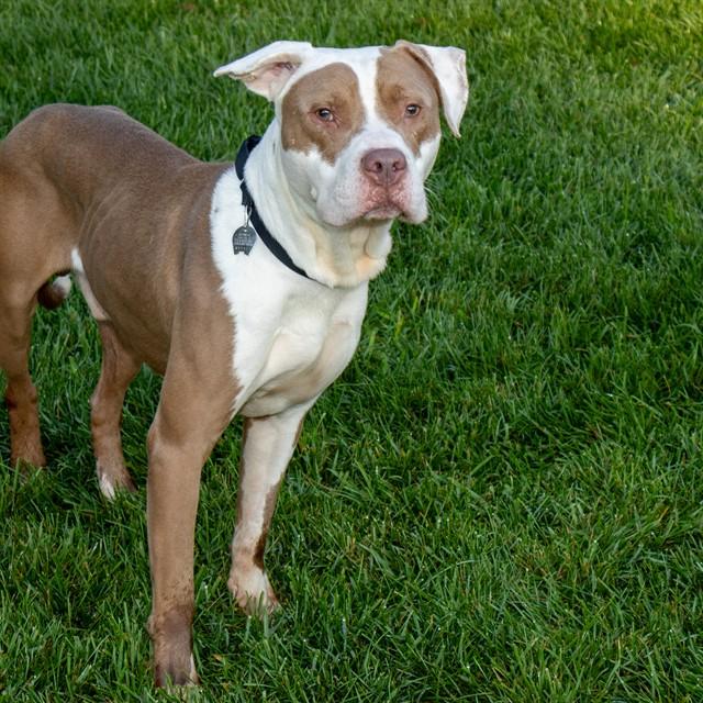 CLYDE, Adoptable, Adult Male Pit Bull Terrier.