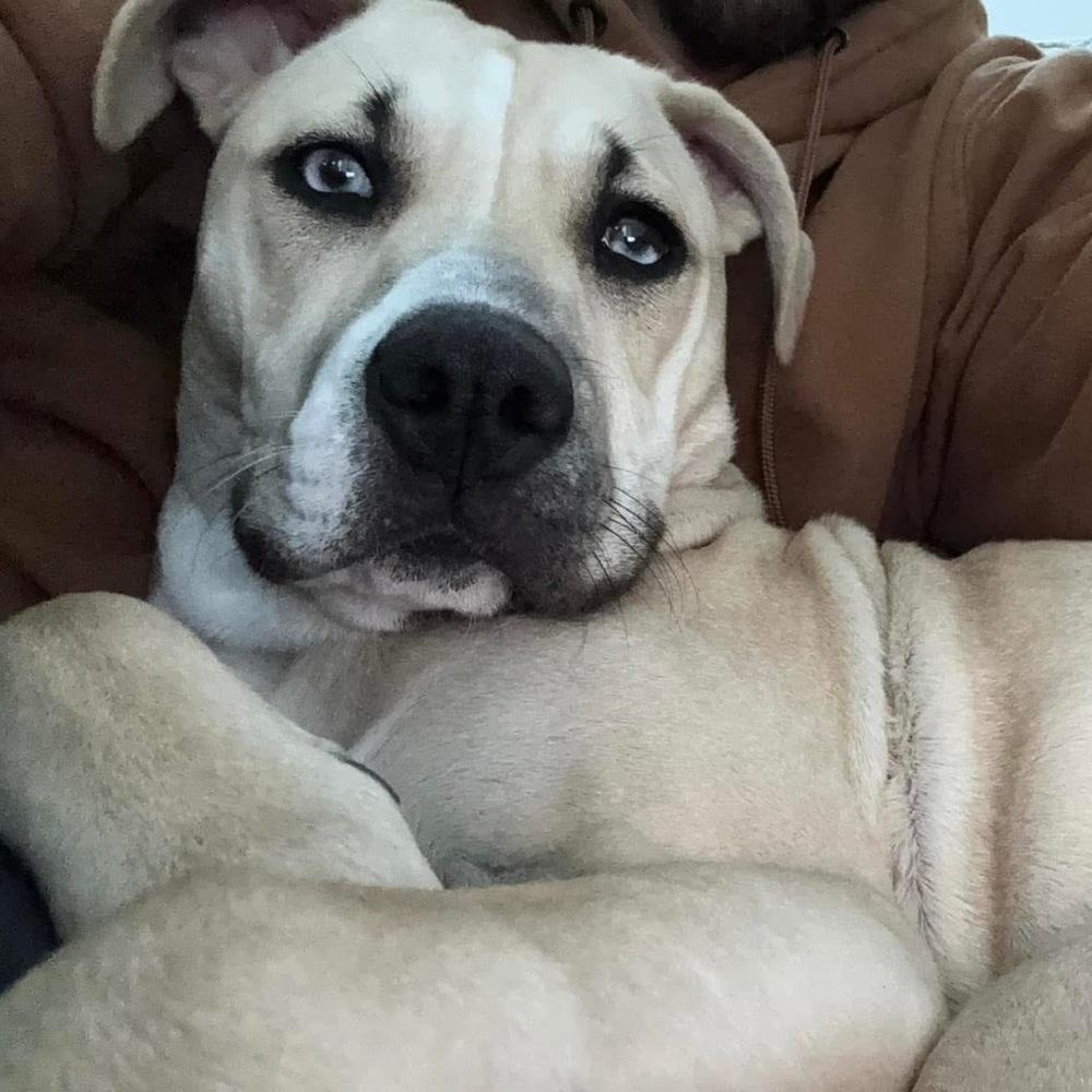 Scout — thumbnail 5