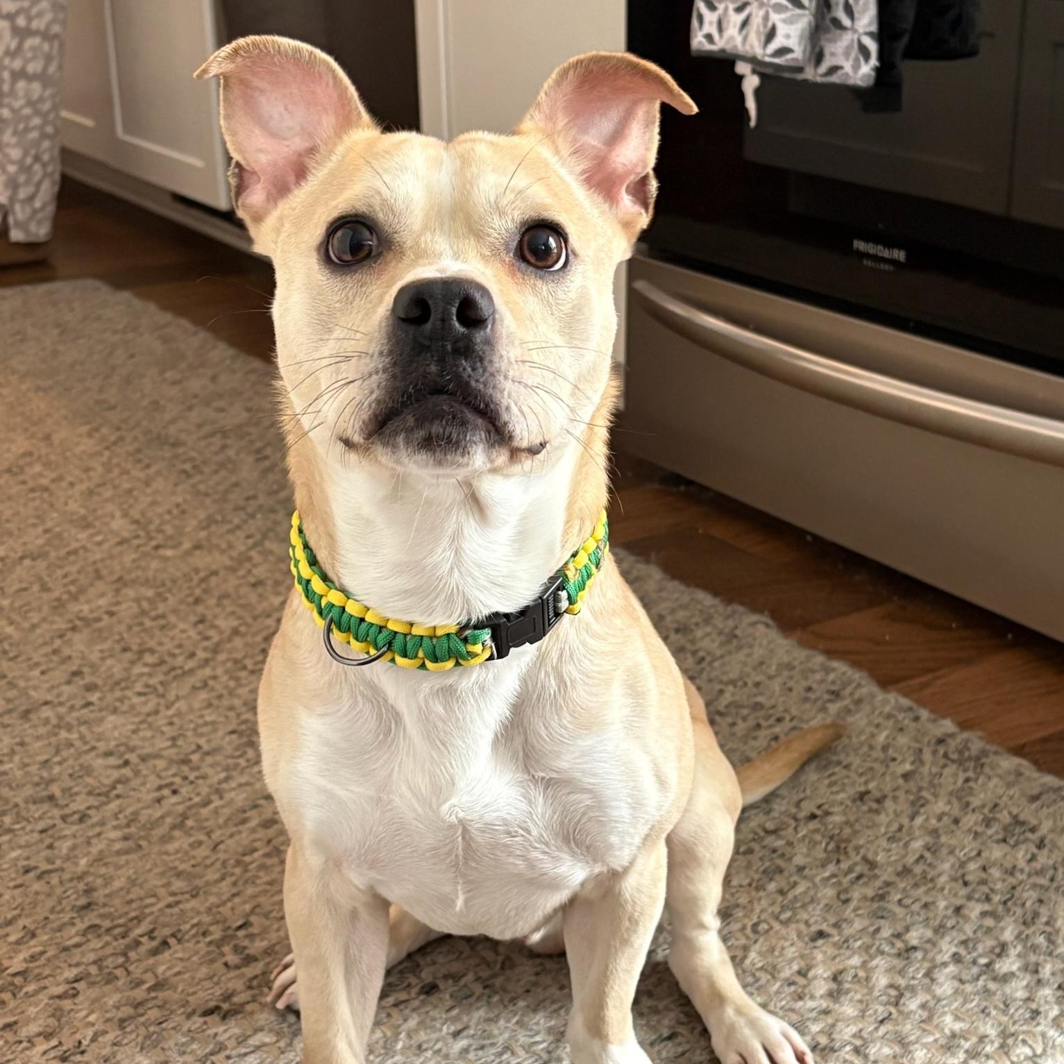 Tucker, ADOPTABLE, Young Male Terrier.