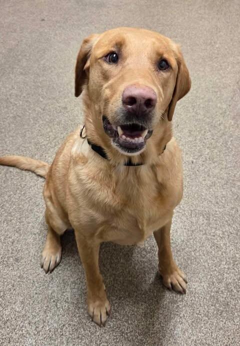 Bailey — thumbnail 2