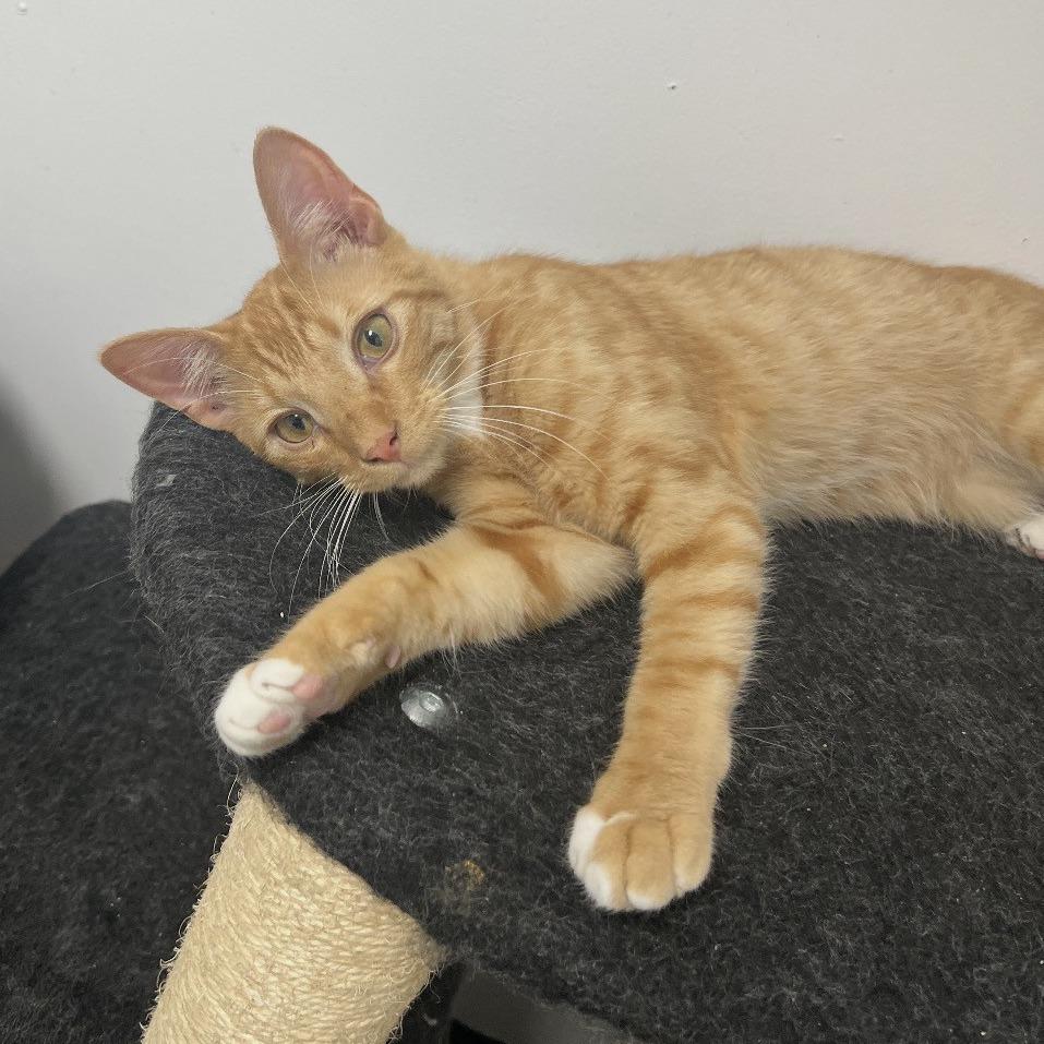 Enlarge Scott, a Adoptable Domestic Short Hair in Albert Lea, MN image 1/6