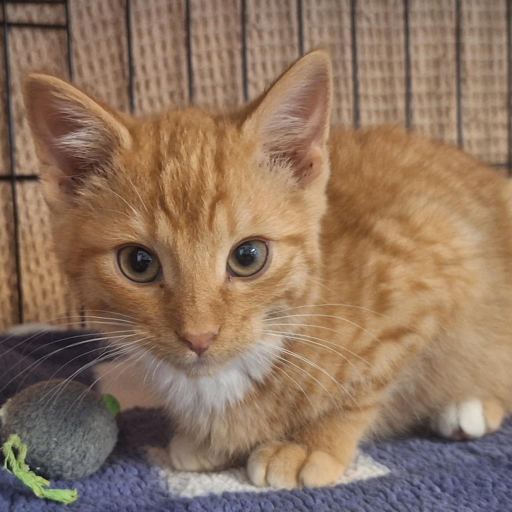Enlarge Scott, a Adoptable Domestic Short Hair in Albert Lea, MN image 2/6