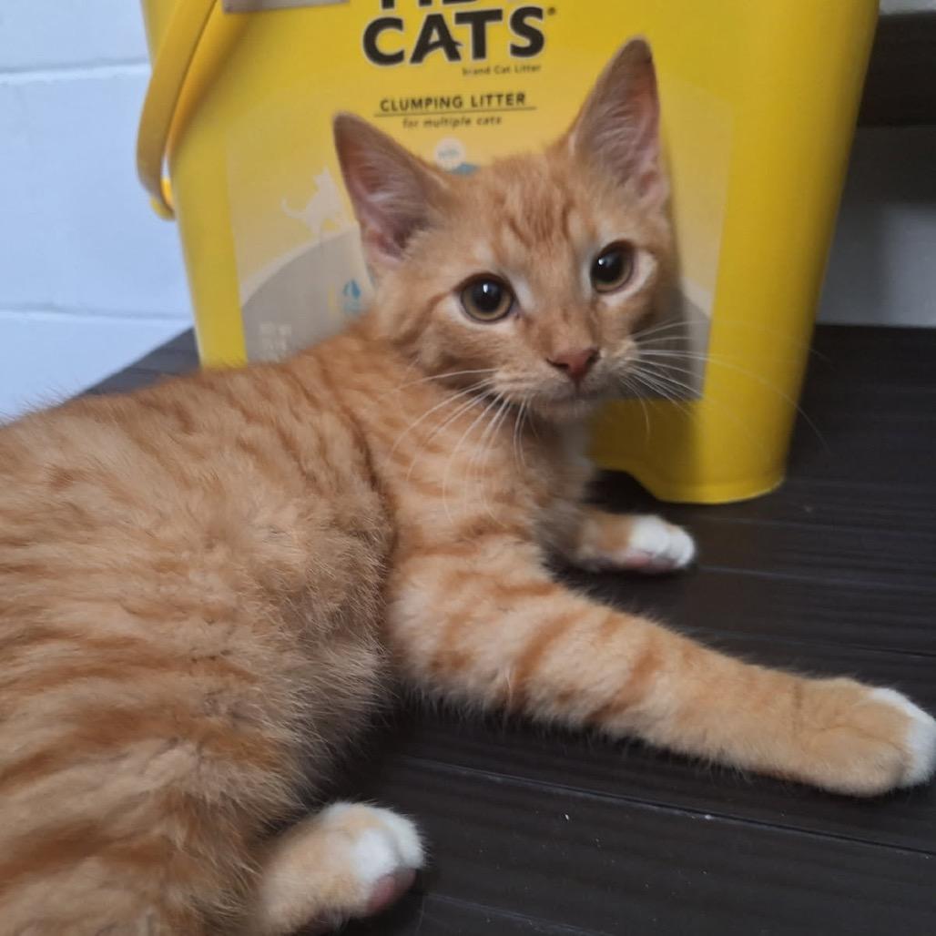 Enlarge Scott, a Adoptable Domestic Short Hair in Albert Lea, MN image 3/6