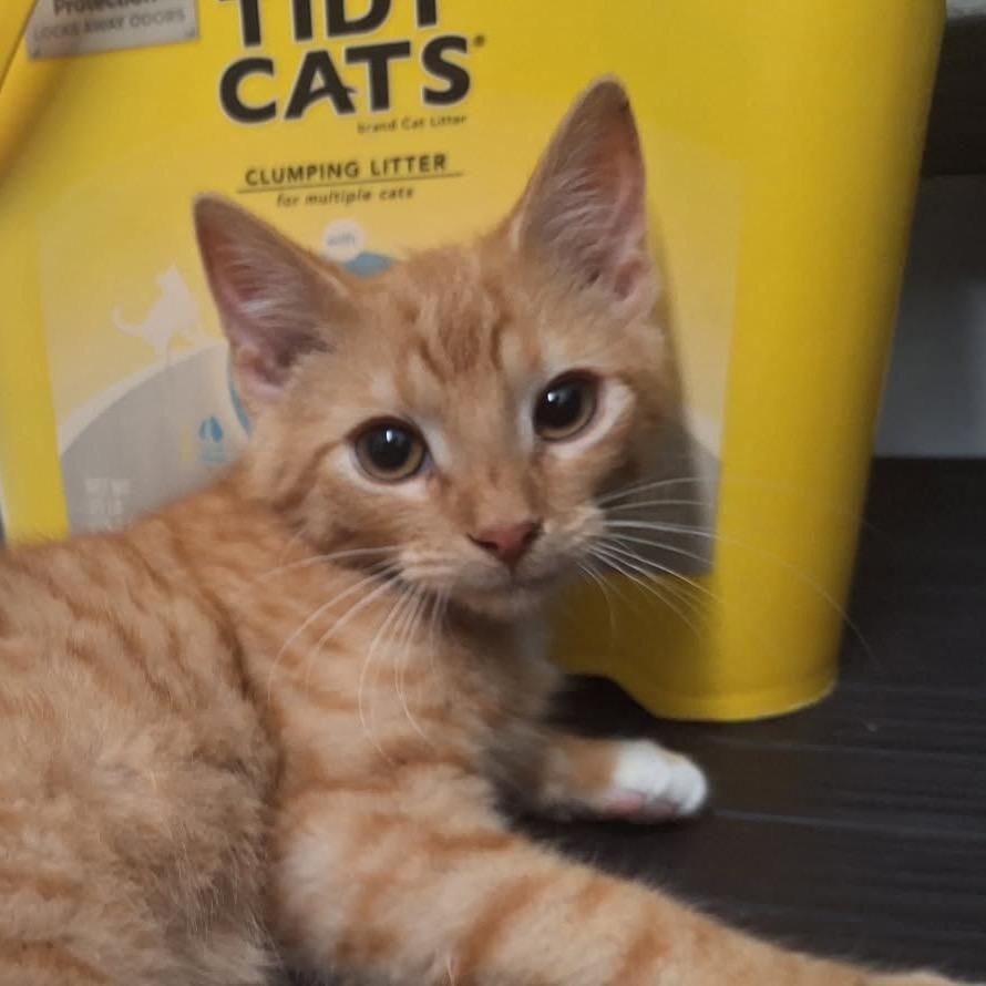 Enlarge Scott, a Adoptable Domestic Short Hair in Albert Lea, MN image 4/6
