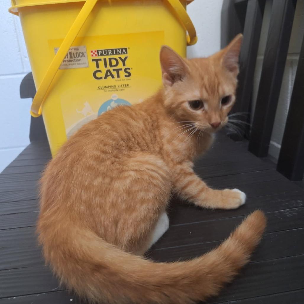 Enlarge Scott, a Adoptable Domestic Short Hair in Albert Lea, MN image 5/6
