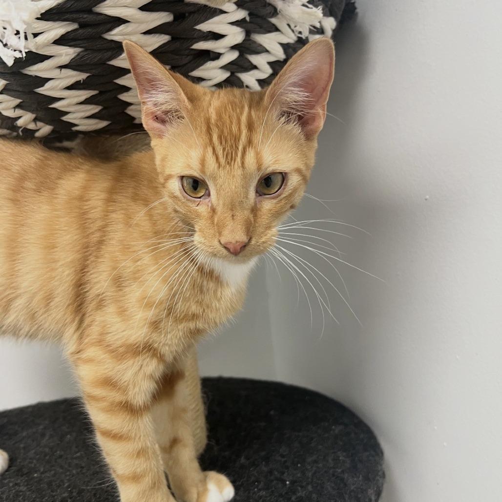 Enlarge Scott, a Adoptable Domestic Short Hair in Albert Lea, MN image 6/6