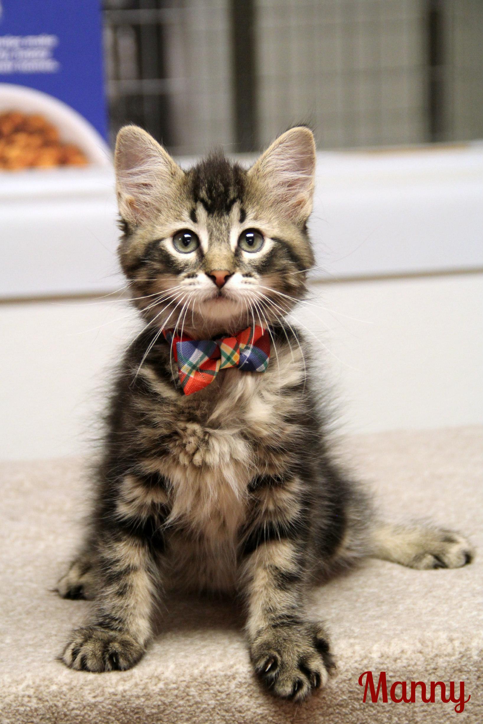 Manny, ADOPTABLE, Kitten Male Domestic Long Hair.
