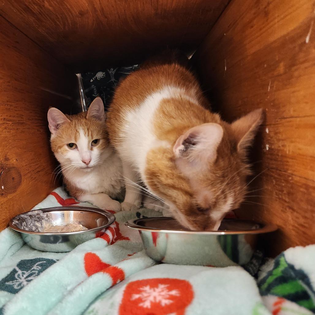 Maxine — thumbnail 5