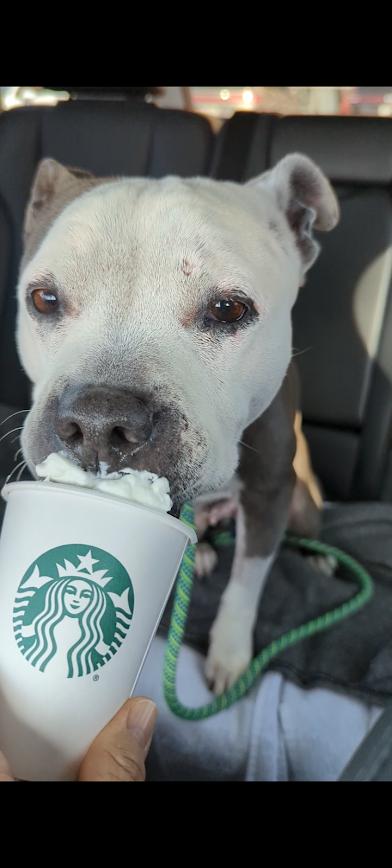 Misty, a ADOPTABLE mixed breed in Camarillo, CA image 4/6