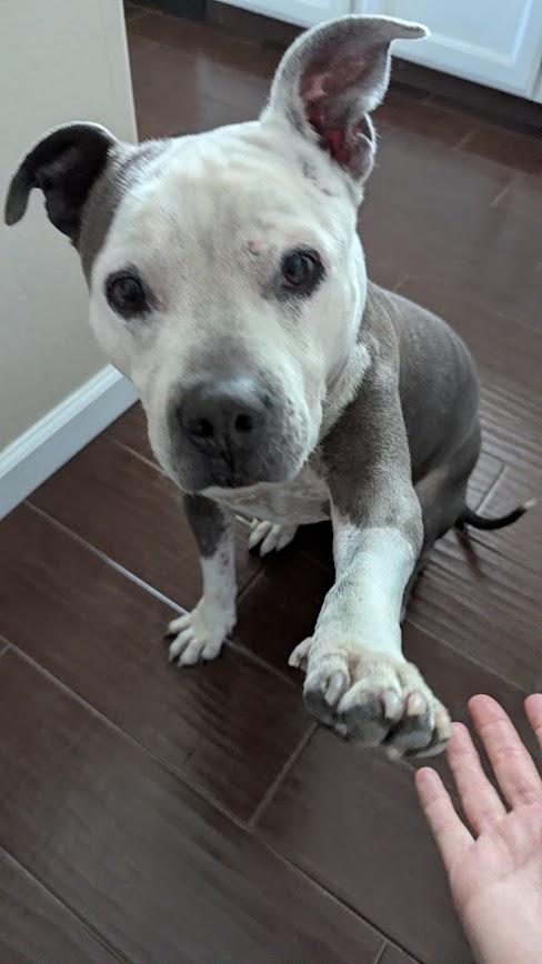 Misty, a ADOPTABLE mixed breed in Camarillo, CA image 3/6