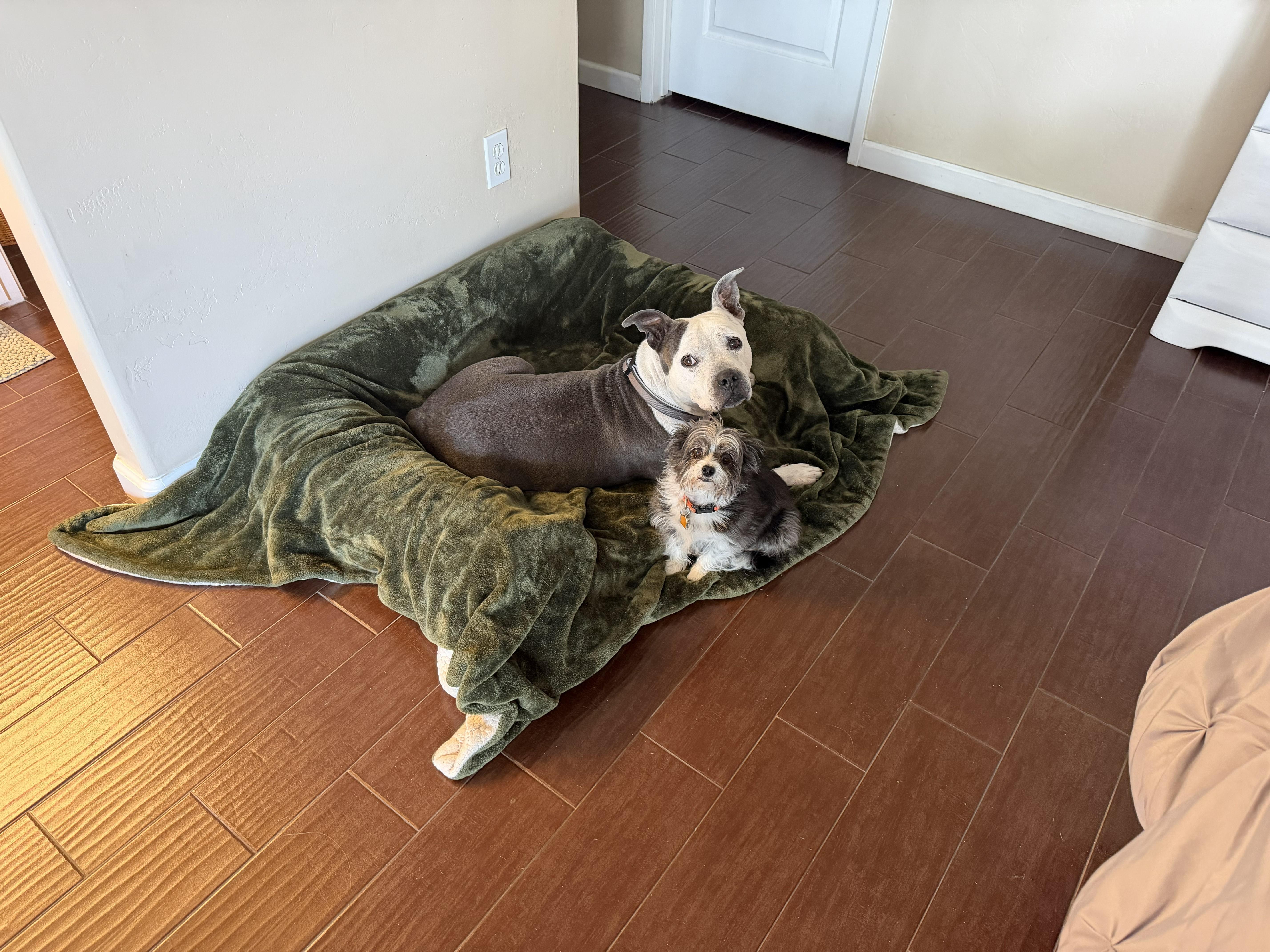 Misty, a ADOPTABLE mixed breed in Camarillo, CA image 2/6