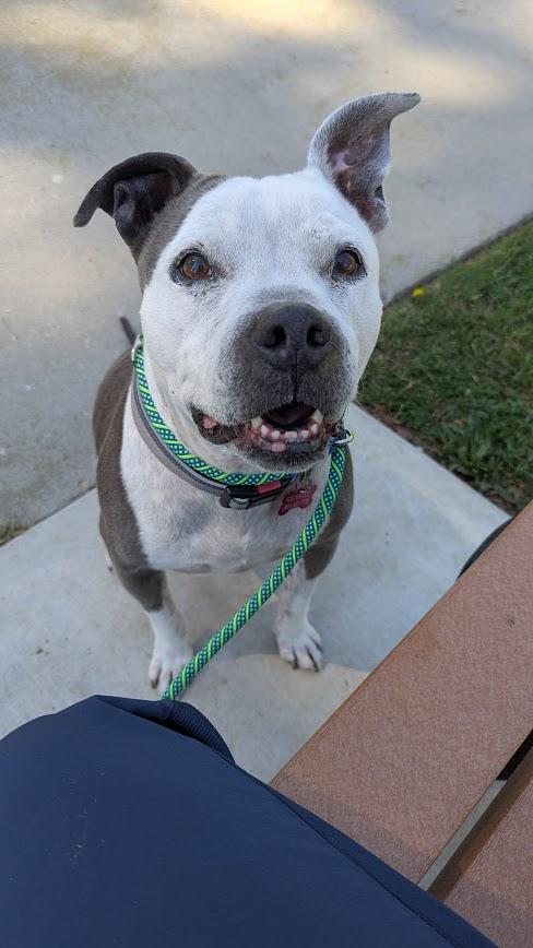 Misty, a ADOPTABLE mixed breed in Camarillo, CA image 5/6