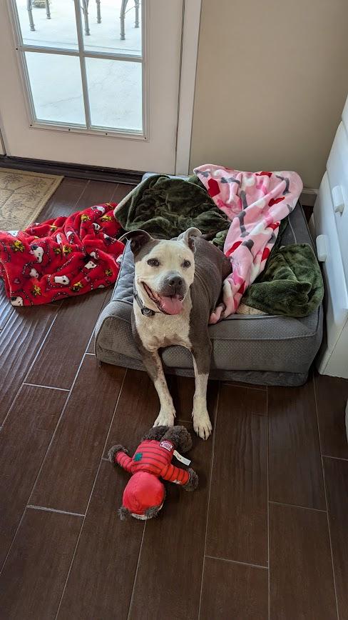 Misty, ADOPTABLE, Senior Female Pit Bull Terrier & American Staffordshire Terrier.