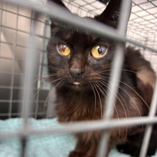 Squiggles — thumbnail 2