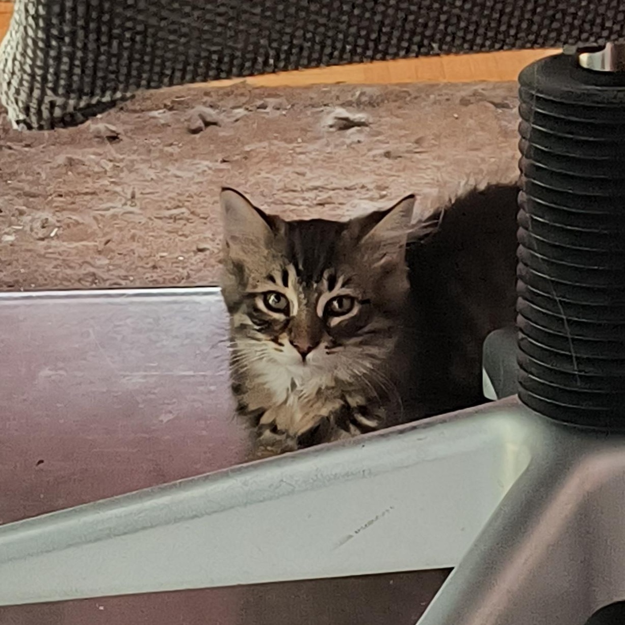 Kyoto (FA/FF), ADOPTABLE, Kitten Male Domestic Medium Hair.