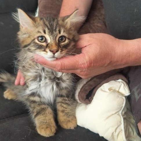 Enlarge Kyoto (FA/FF), a ADOPTABLE Domestic Medium Hair in Sainte-Angele-de-Monnoir, QC image 4/5