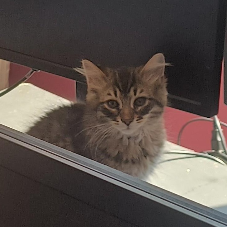Enlarge Kyoto (FA/FF), a ADOPTABLE Domestic Medium Hair in Sainte-Angele-de-Monnoir, QC image 2/5