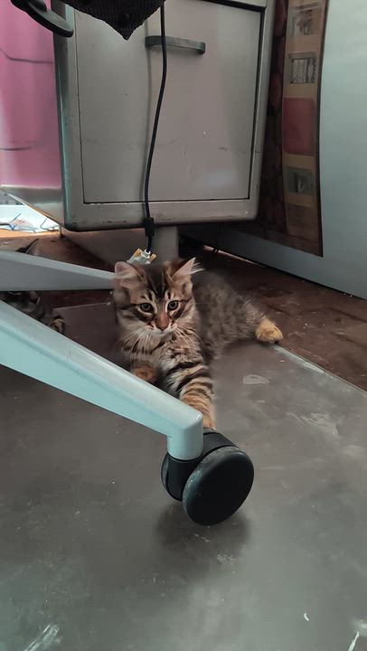 Enlarge Kyoto (FA/FF), a ADOPTABLE Domestic Medium Hair in Sainte-Angele-de-Monnoir, QC video 3/5