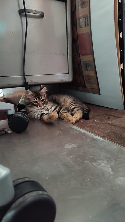 Enlarge Kyoto (FA/FF), a ADOPTABLE Domestic Medium Hair in Sainte-Angele-de-Monnoir, QC video 5/5
