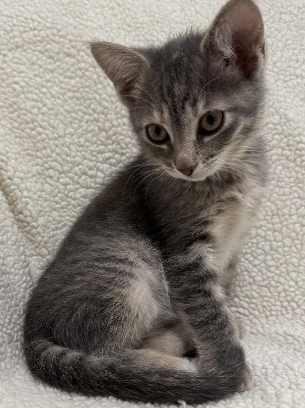 Cherry Bomb, Adoptable, Kitten Female Domestic Short Hair & American Shorthair.