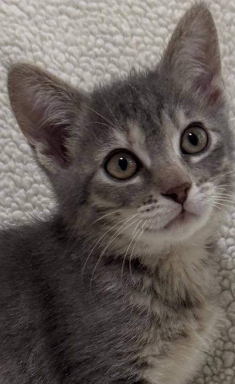 Cherry Bomb, a Adoptable mixed breed in Nashville, TN image 2/3