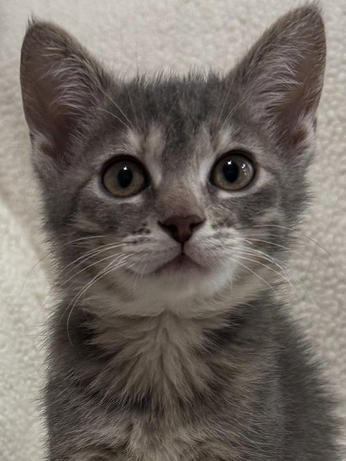 Cherry Bomb, a Adoptable mixed breed in Nashville, TN image 3/3