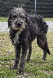 Enlarge Crissi, a Adopted Terrier in Stratham, NH image 1/1