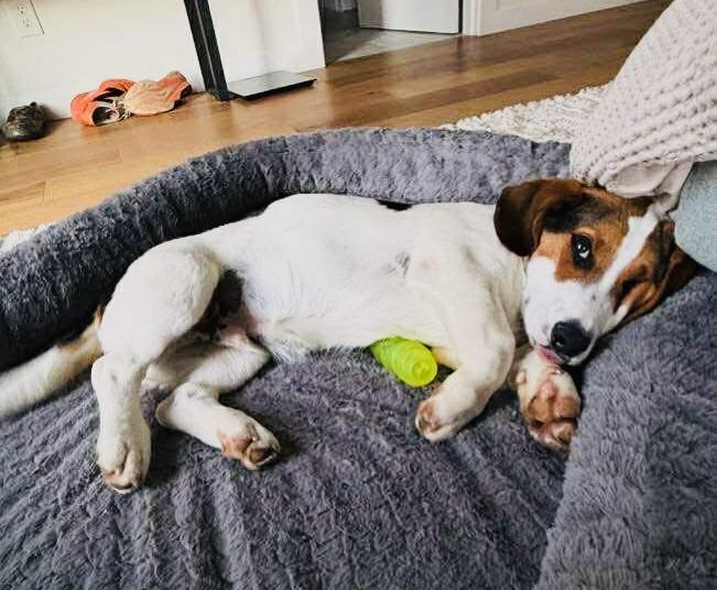 Enlarge Tracker, a ADOPTABLE mixed breed in Beavercreek, OR image 2/6