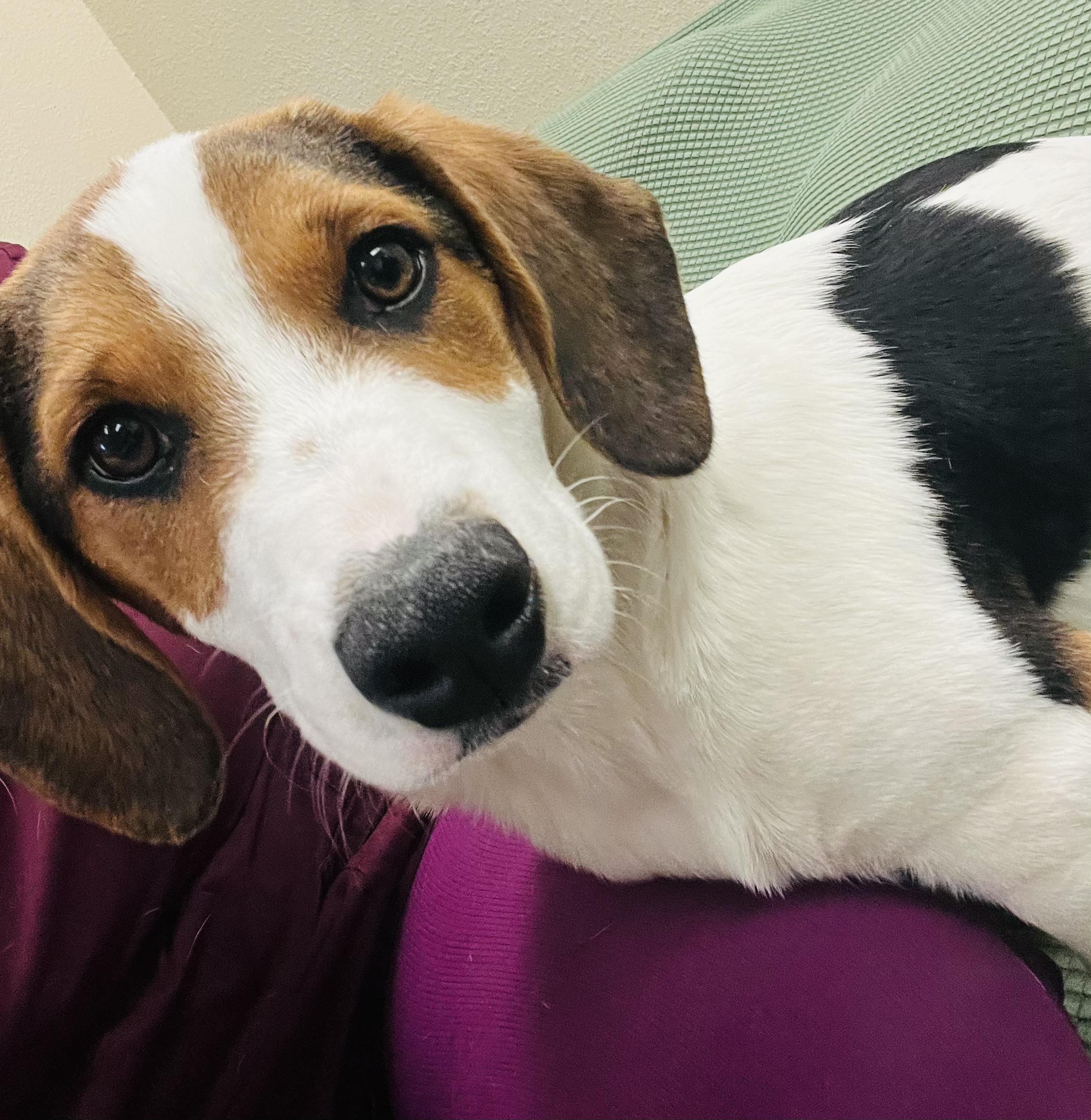 Enlarge Tracker, a ADOPTABLE mixed breed in Beavercreek, OR image 1/6