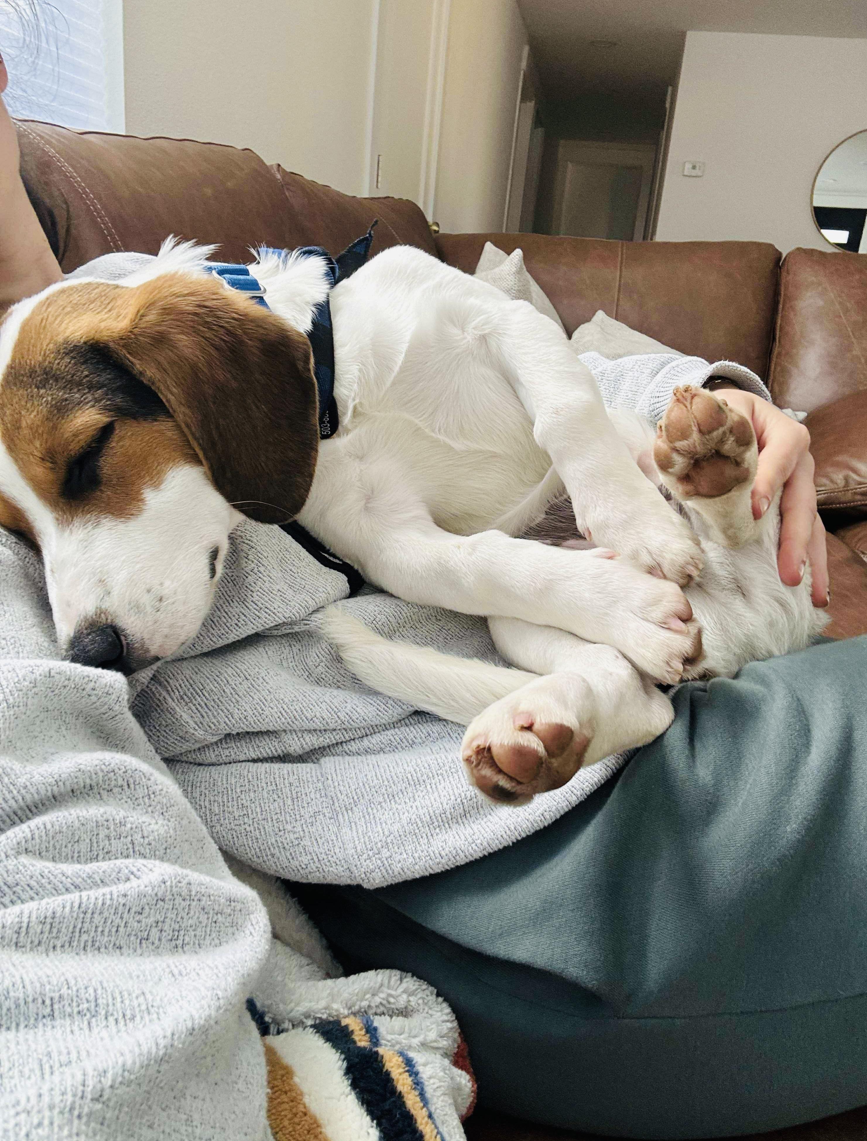 Enlarge Tracker, a ADOPTABLE mixed breed in Beavercreek, OR image 5/6