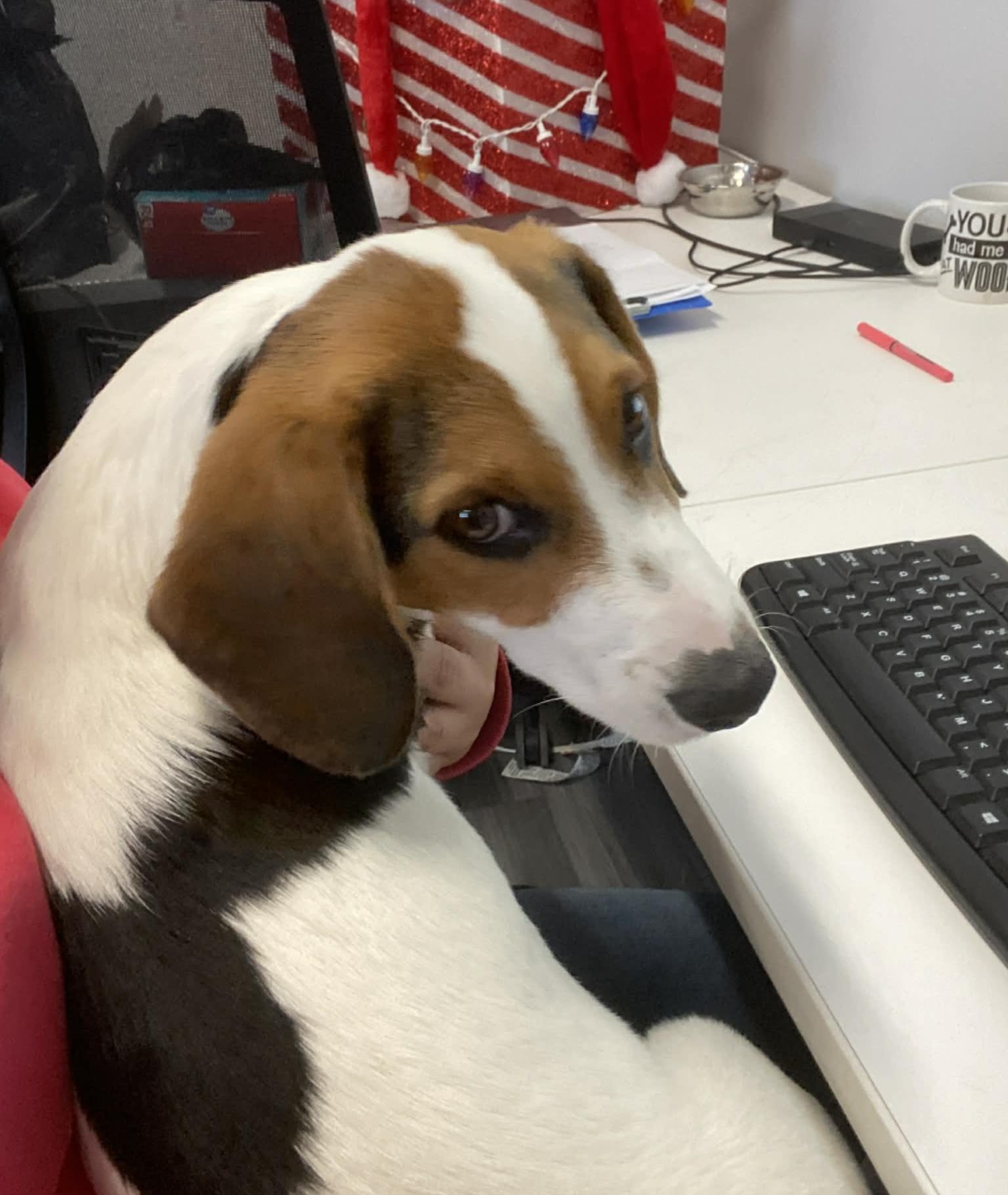 Enlarge Tracker, a ADOPTABLE mixed breed in Beavercreek, OR image 4/6