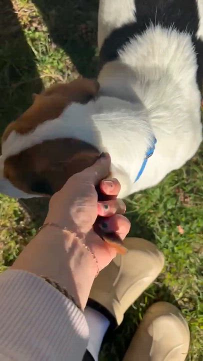 Enlarge Tracker, a ADOPTABLE mixed breed in Beavercreek, OR video 6/6