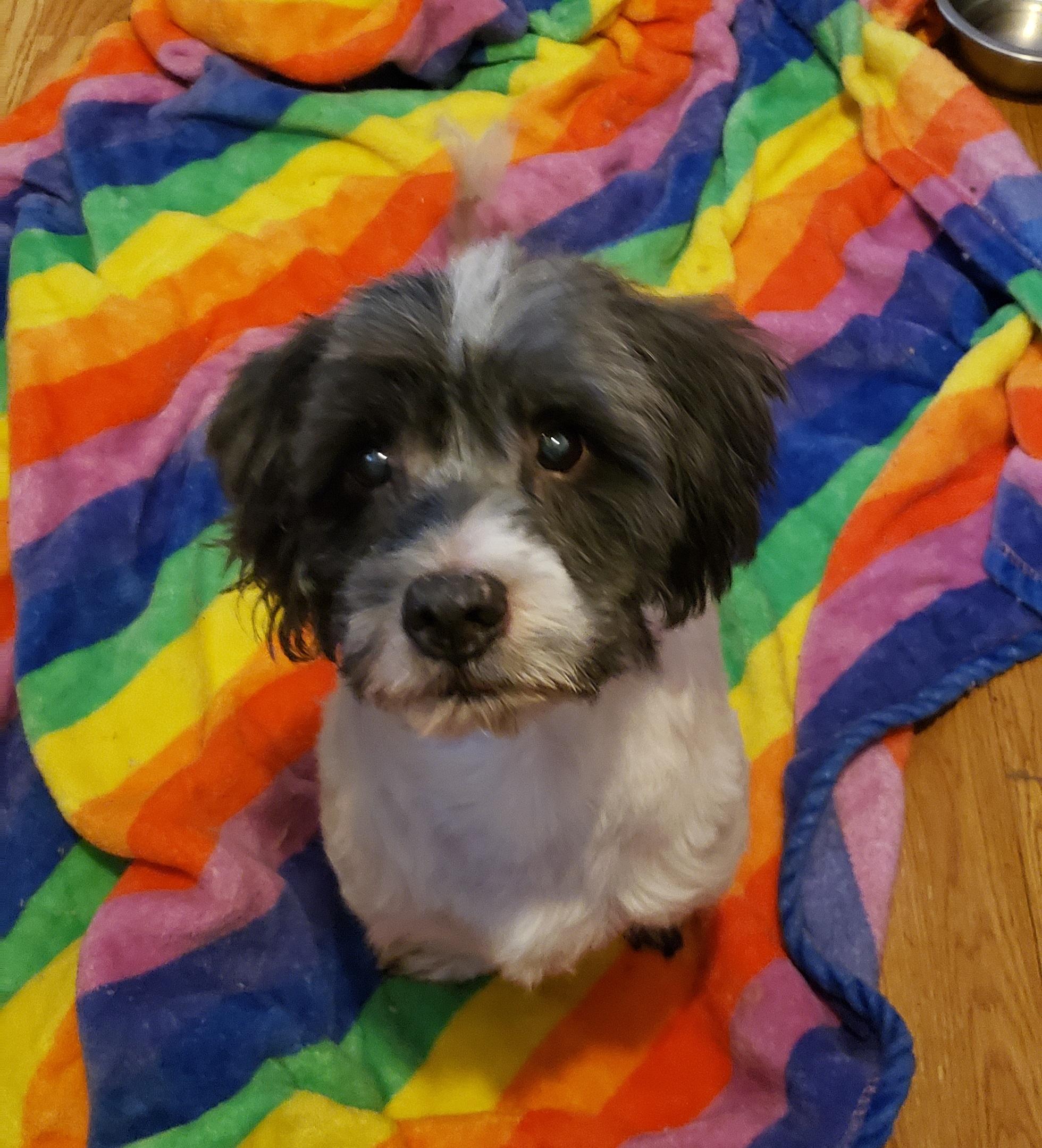 Diesel , ADOPTABLE, Senior Male Shih Tzu.