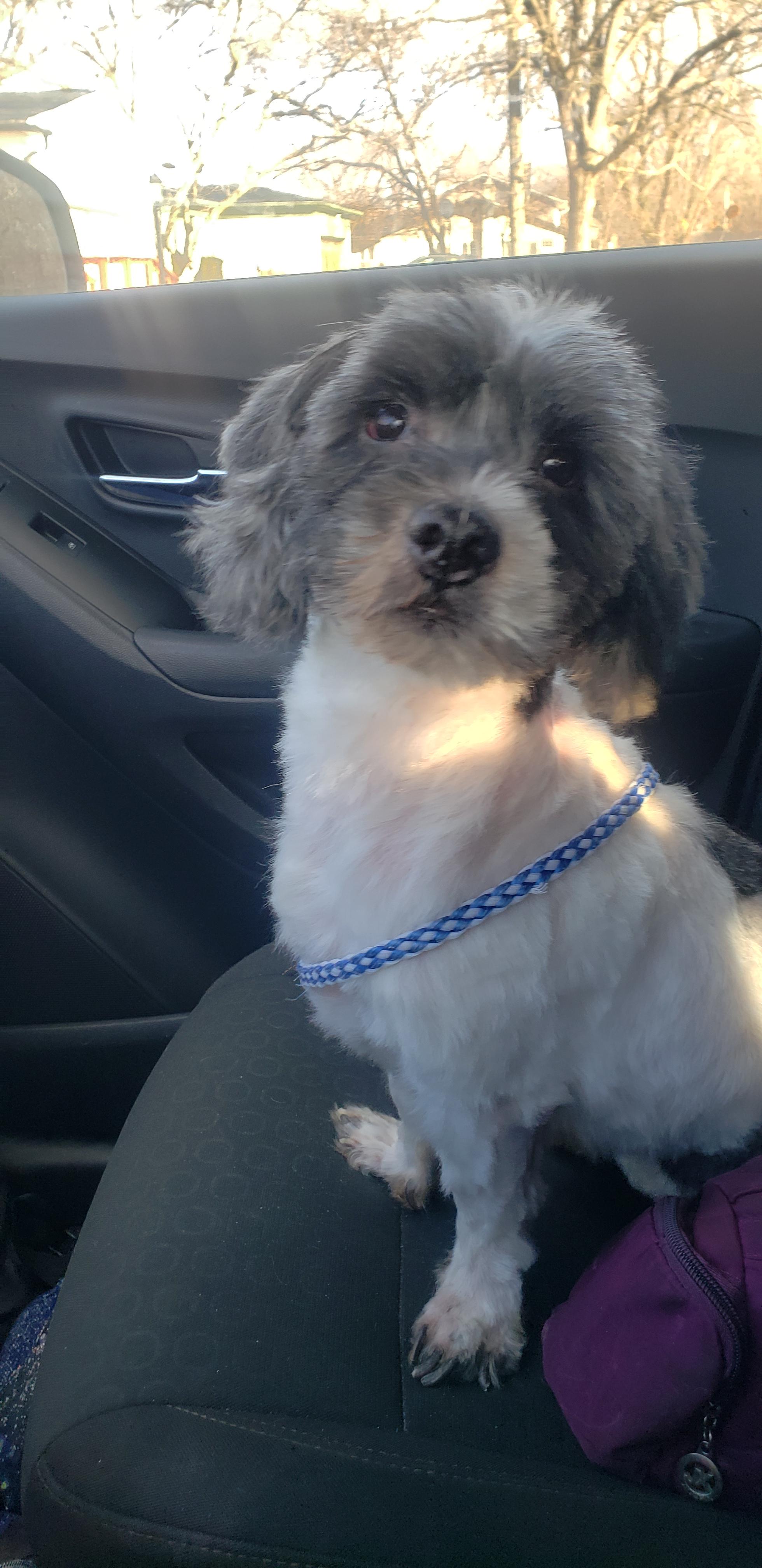 Enlarge Diesel , an adopted mixed breed in Detroit, MI image 3/3