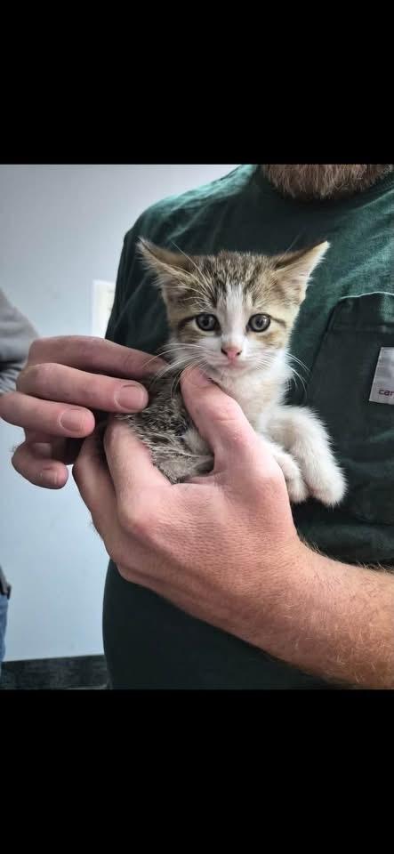Enlarge Matty, a Adoptable American Shorthair in Mentor, OH image 2/3