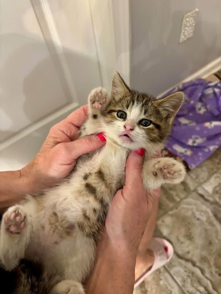 Enlarge Matty, a Adoptable American Shorthair in Mentor, OH image 3/3
