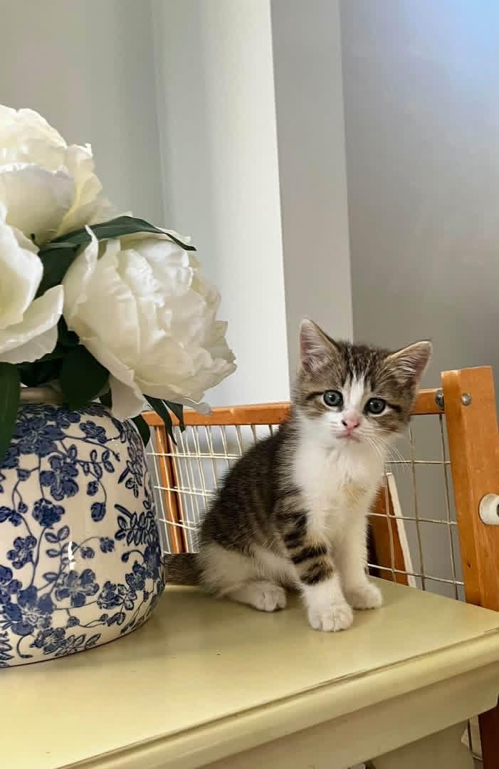 Matty, Adoptable, Kitten Female American Shorthair.
