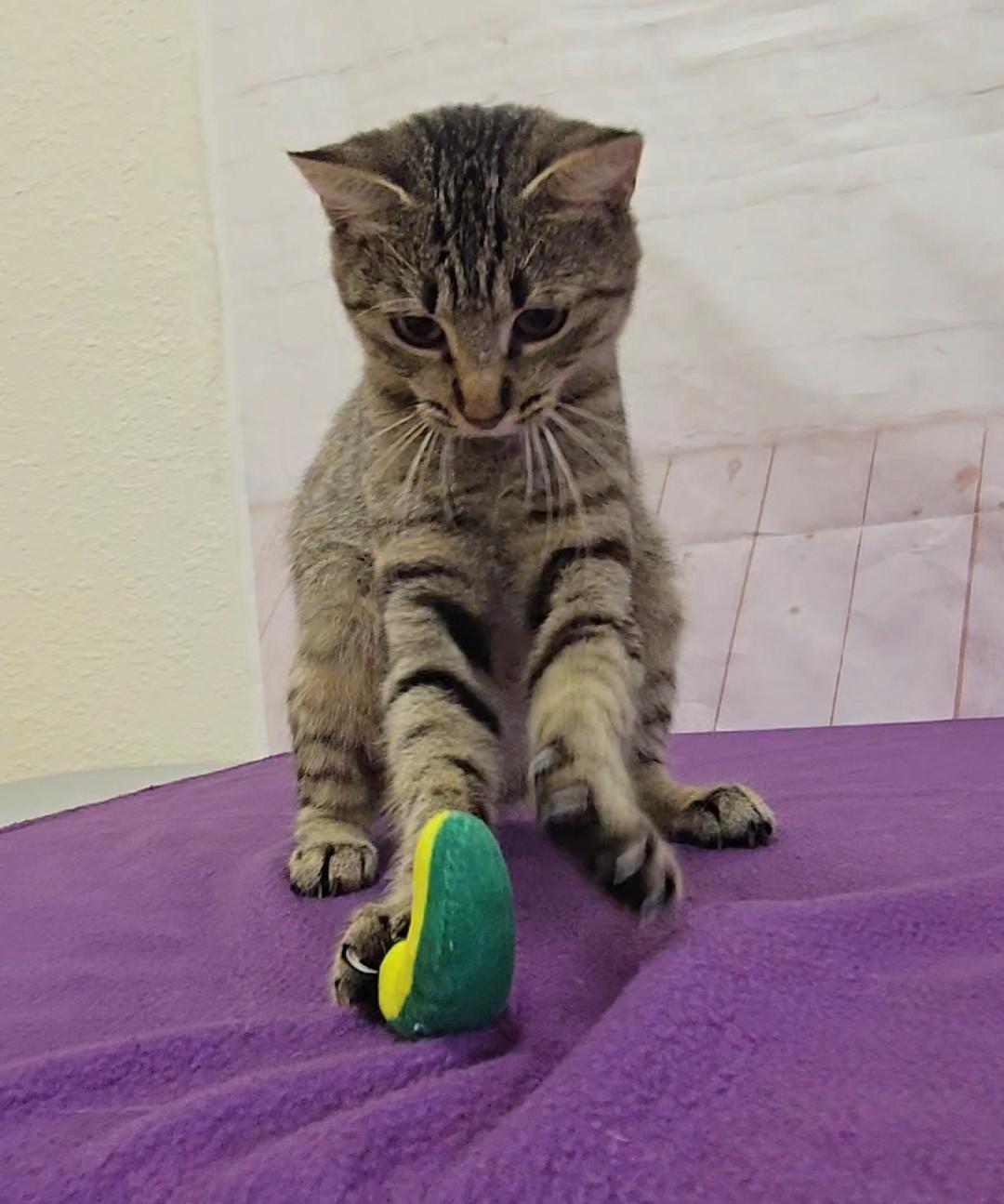 Enlarge Squirrel, a Adoptable Domestic Short Hair in Red Wing, MN image 4/4