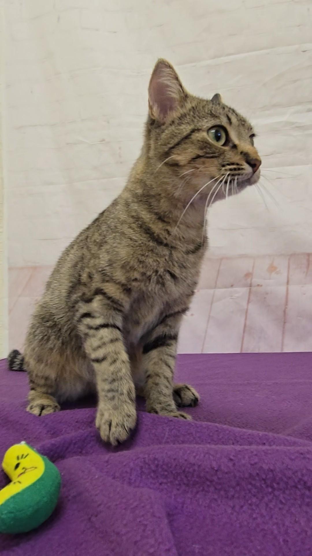Enlarge Squirrel, a Adoptable Domestic Short Hair in Red Wing, MN image 3/4