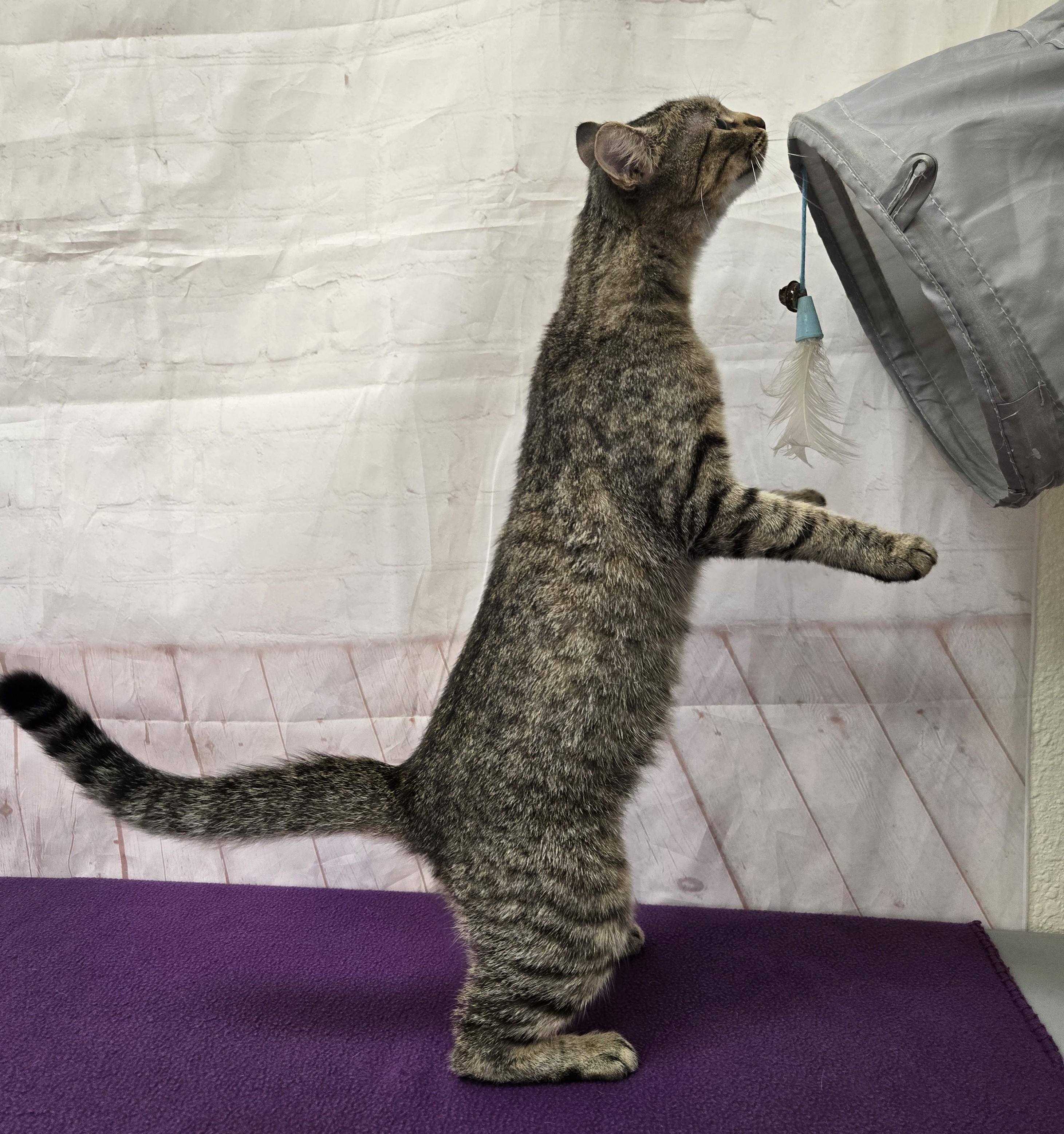 Enlarge Squirrel, a Adoptable Domestic Short Hair in Red Wing, MN image 2/4