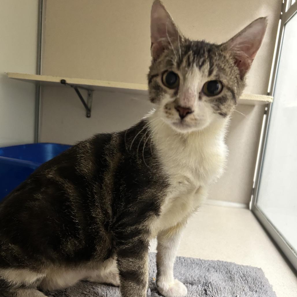 Enlarge Piccolo, a Adoptable mixed breed in League City, TX image 1/3