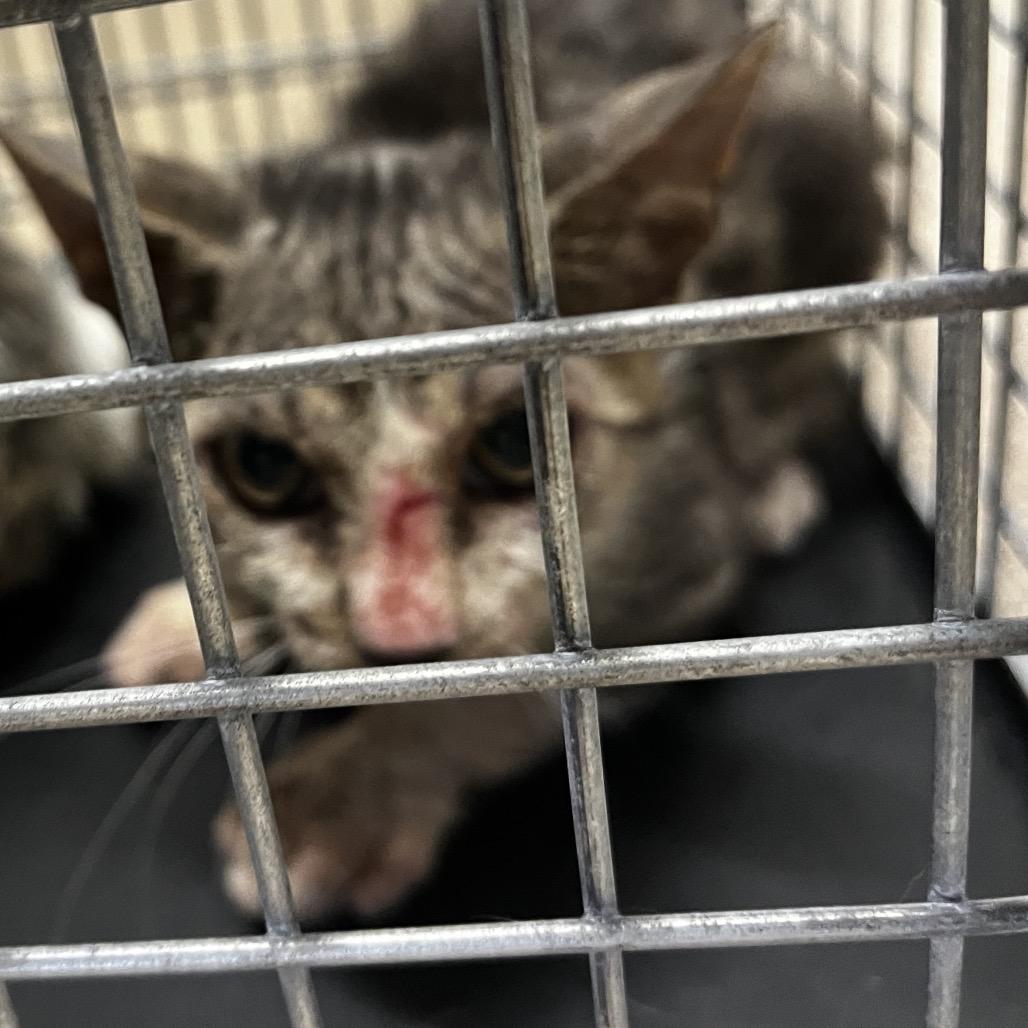 Piccolo, Adoptable, Kitten Male Domestic Short Hair & Domestic Short Hair.