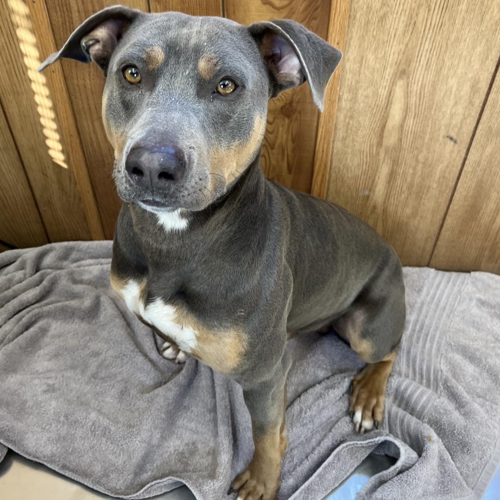 Enlarge Deuce, a Adoptable Mixed Breed in Columbiana, AL image 1/2