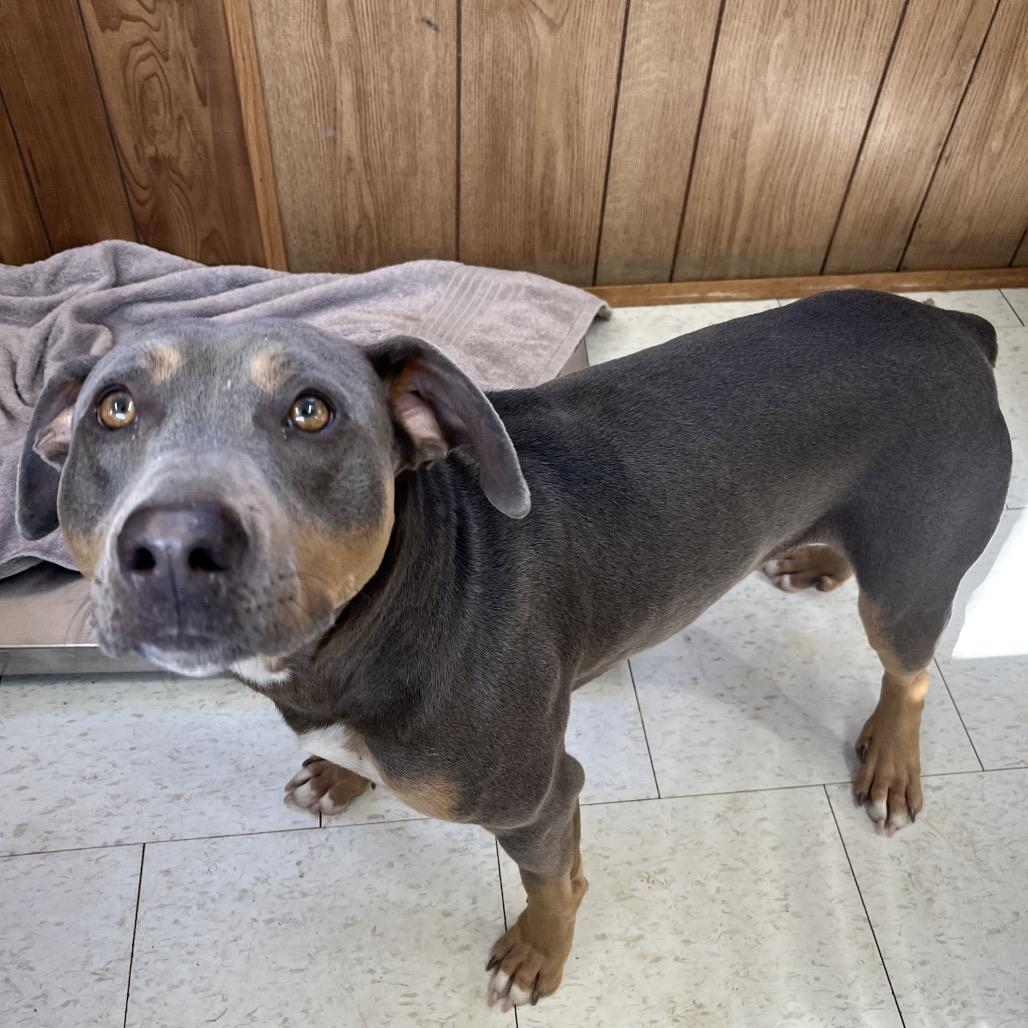 Enlarge Deuce, a Adoptable Mixed Breed in Columbiana, AL image 2/2