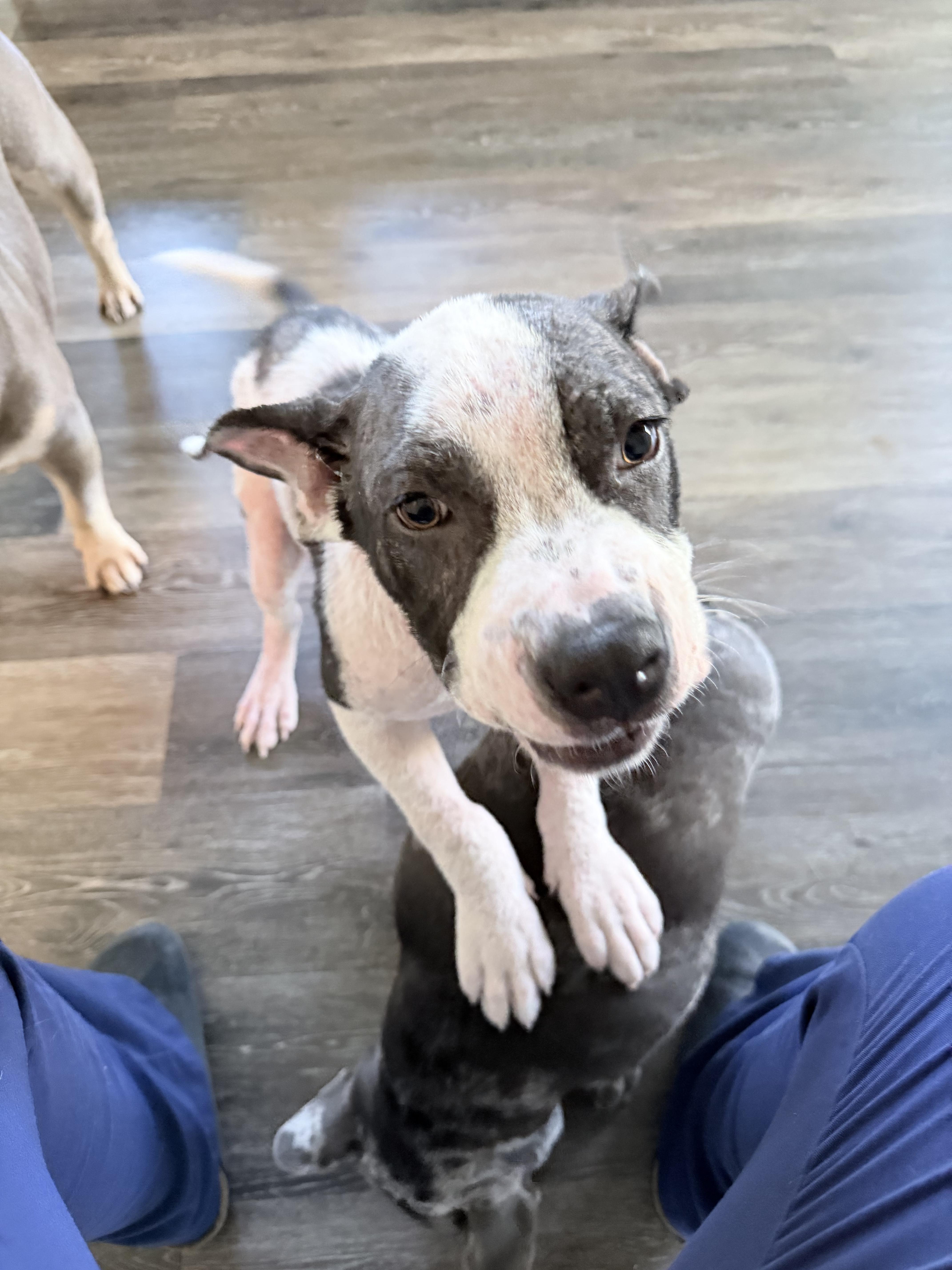 Pip, a ADOPTABLE mixed breed in Penryn, CA image 4/4