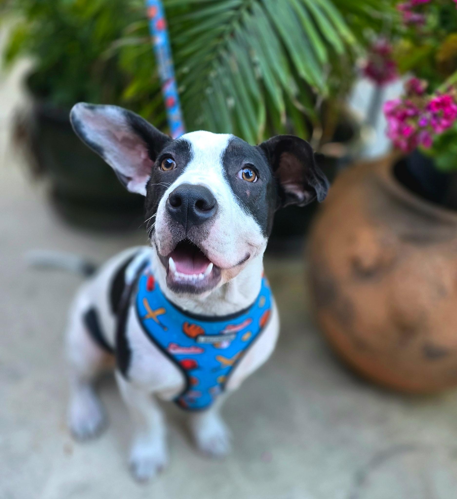 Pip, a ADOPTABLE mixed breed in Penryn, CA image 2/4
