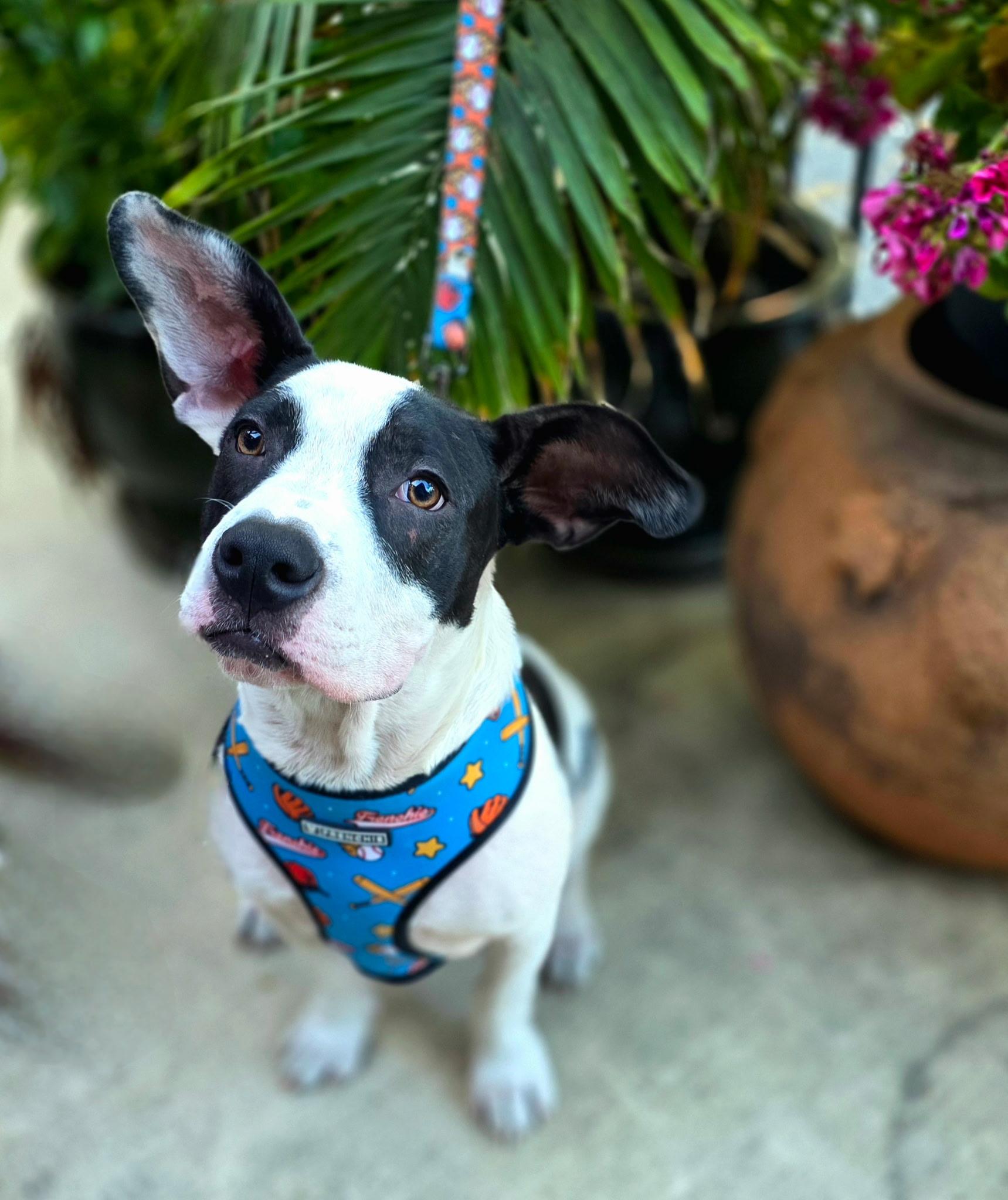 Pip, ADOPTABLE, Puppy Male Bulldog.