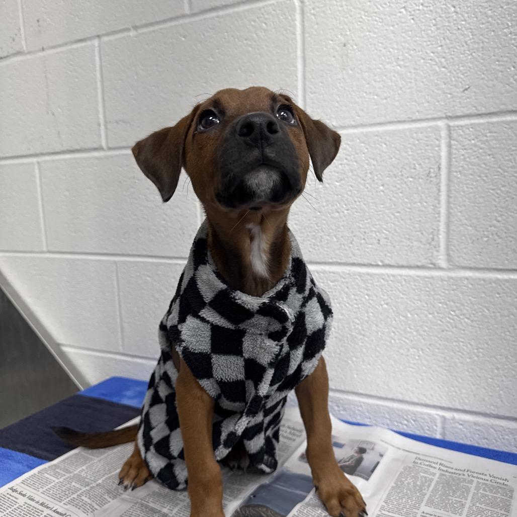 Enlarge Alma, a ADOPTABLE mixed breed in Long Beach, NY image 1/1